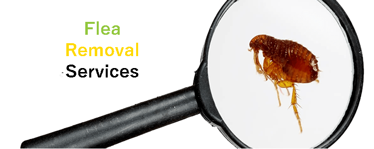Flea Removal Services
